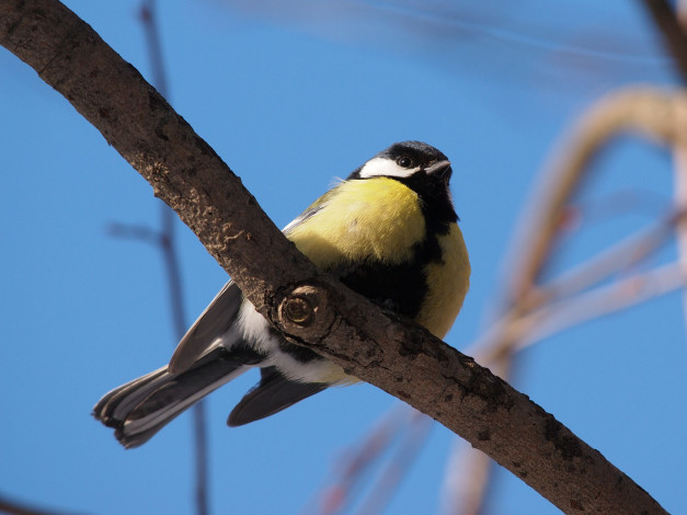 Обои картинки фото животные, синицы, лазоревки, синица