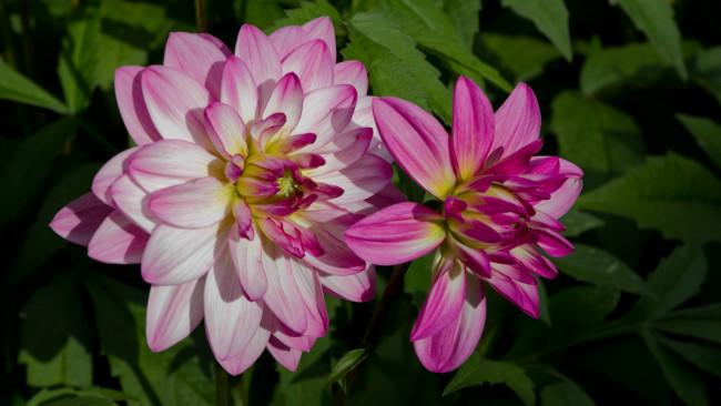 Обои картинки фото цветы, георгины, сиреневый