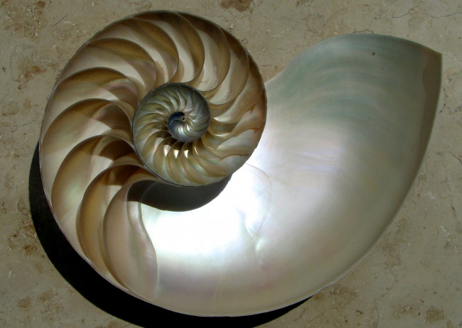 Обои картинки фото разное, ракушки, кораллы, декоративные, spa, камни, спираль, аммонит