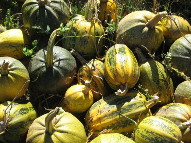 Обои картинки фото еда, тыква, тыквы