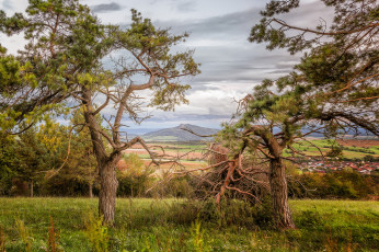 Картинка природа деревья равнина