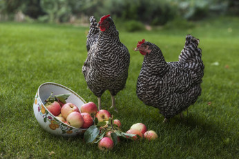 Картинка животные куры +петухи яблоки