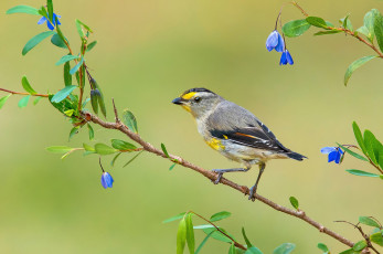 Картинка животные птицы листья цветы ветка хвост клюв перья птица