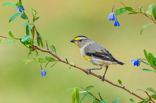 Обои картинки фото животные, птицы, листья, цветы, ветка, хвост, клюв, перья, птица