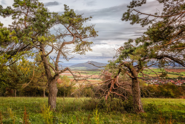 Обои картинки фото природа, деревья, равнина