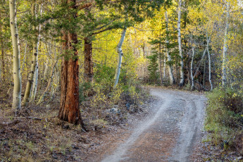 Картинка природа дороги простор