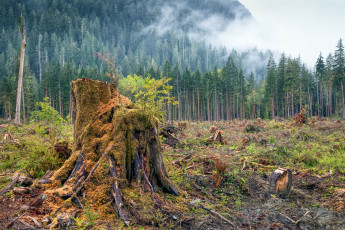 Картинка природа лес простор