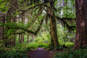 Картинка природа лес простор