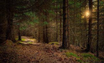 Картинка природа лес nordland норвегия norway sandnes