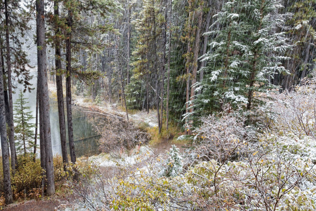 Обои картинки фото природа, лес, простор