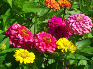 Картинка разное компьютерный+дизайн цветок лепестки