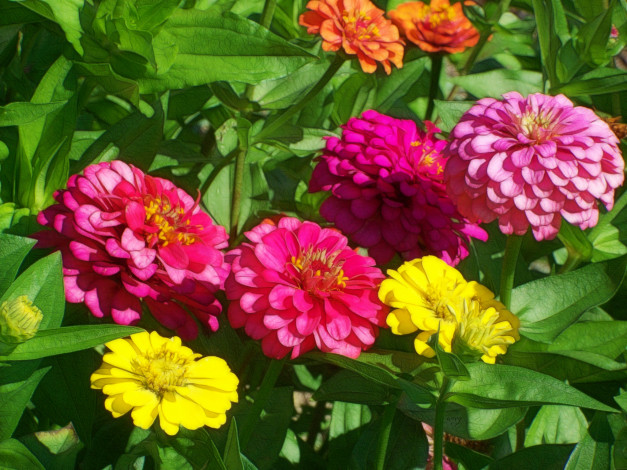 Обои картинки фото разное, компьютерный дизайн, цветок, лепестки