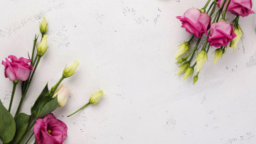 обоя цветы, эустома, бутоны