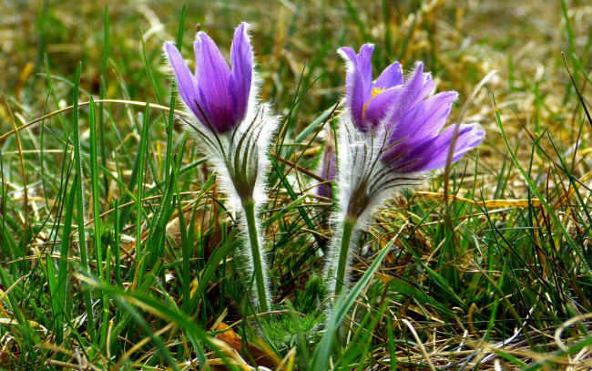 Обои картинки фото цветы, анемоны,  сон-трава, сон-трава