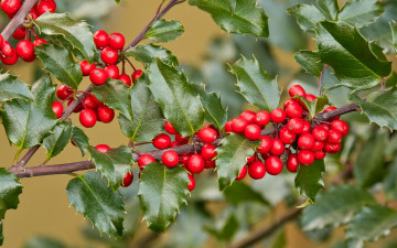 Картинка holly+berries ilex+opaca американский+остролист природа ягоды holly berries ilex opaca американский остролист