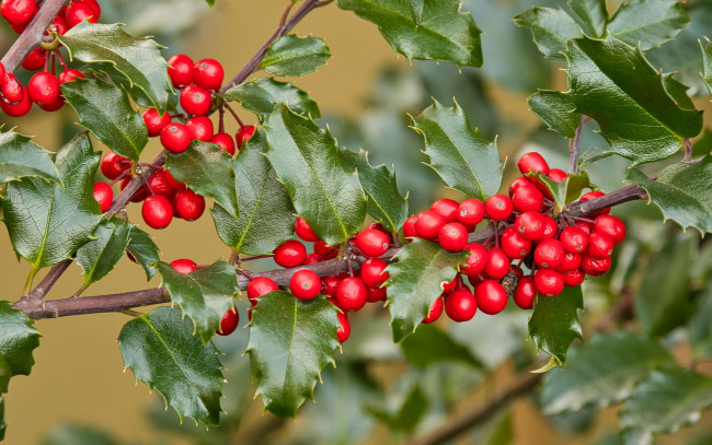 Обои картинки фото holly berries, ilex opaca, американский остролист, природа, ягоды, holly, berries, ilex, opaca, американский, остролист