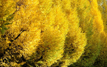 Картинка природа деревья осень