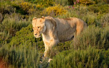 обоя животные, львы, львица, трава, кусты