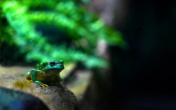 обоя животные, лягушки, лягушка, папоротник