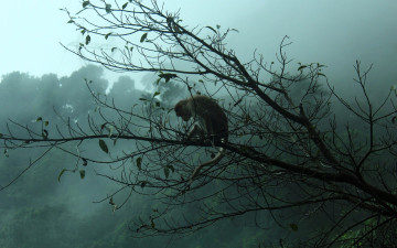 Картинка животные обезьяны обезьяна ветка деревья туман