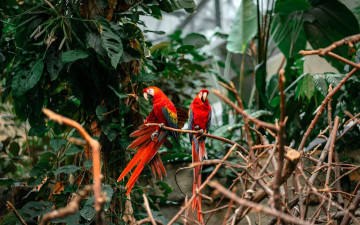 обоя животные, попугаи, ара, ветки