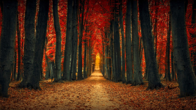 Обои картинки фото природа, лес, осень, листья, дорога