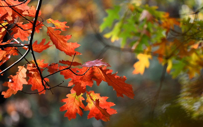 Обои картинки фото природа, листья, ветки, осень, дубы