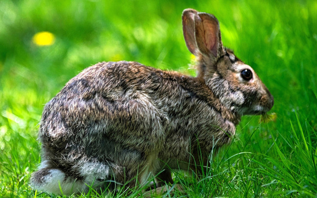 Обои картинки фото животные, кролики,  зайцы, заяц, трава, поляна
