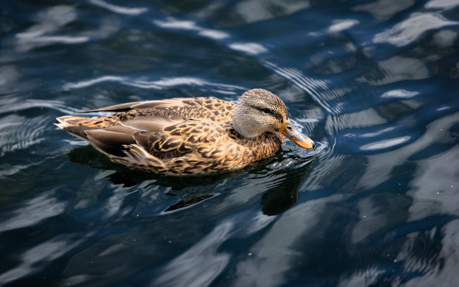 Обои картинки фото животные, утки, утка, птица, вода