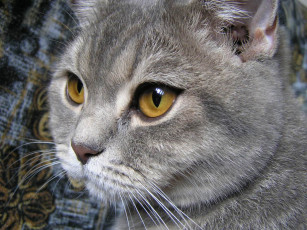 Картинка британская животные коты