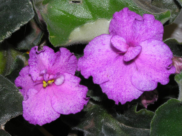 Обои картинки фото фиалка, цветы, фиалки