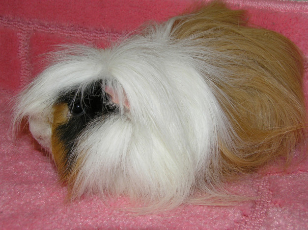 Обои картинки фото морская, свинка, животные, морские, свинки, хомяки