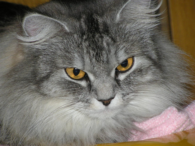 Обои картинки фото животные, коты