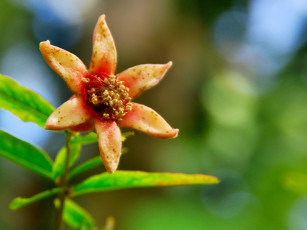 Картинка цветы цветущие деревья кустарники