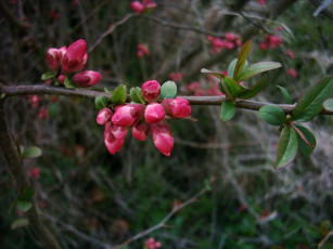 Картинка цветы цветущие деревья кустарники