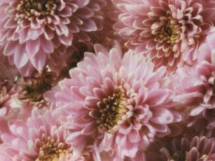 Картинка цветы хризантемы