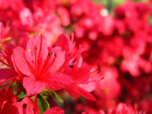 Картинка цветы рододендроны азалии