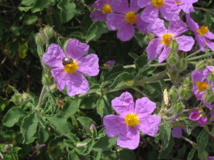 Картинка цветы шиповник