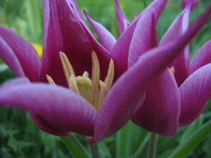 Картинка цветы тюльпаны