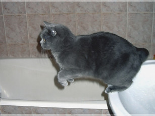 Картинка taler ну чем мы не козы горные животные коты