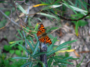 Картинка животные бабочки