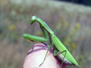 Картинка животные богомолы