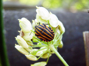 Картинка животные насекомые