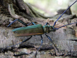 Картинка животные насекомые