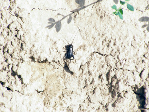 Картинка животные насекомые