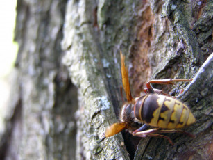 Картинка животные пчелы осы шмели