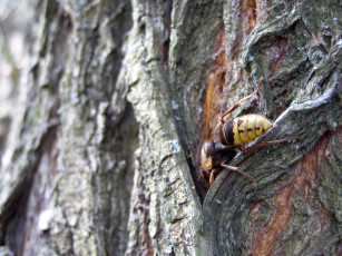 Картинка животные пчелы осы шмели