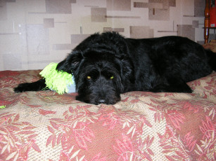 Картинка животные собаки