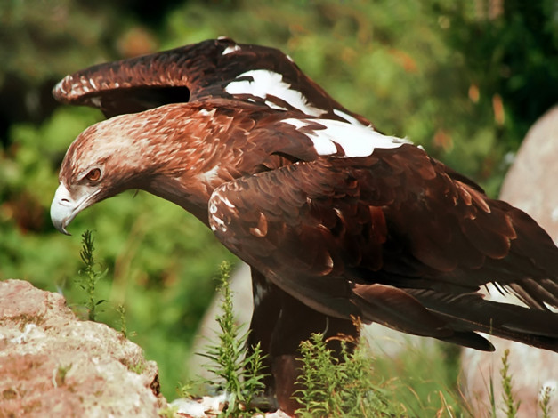 Обои картинки фото орел, просто, животные, птицы, хищники