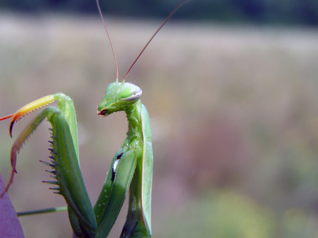 Обои картинки фото животные, богомолы